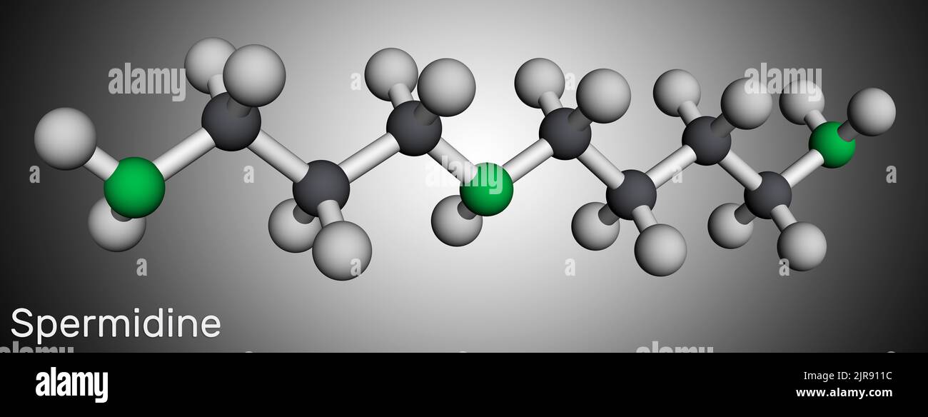 Spermidine molecule. It is triamine, polyamine formed from putrescine ...