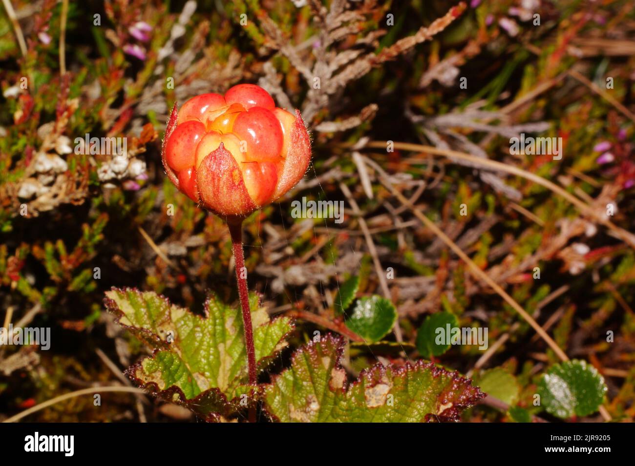 Ripe red cloudberry (Rubus chamaemorus), Northern Norway Stock Photo