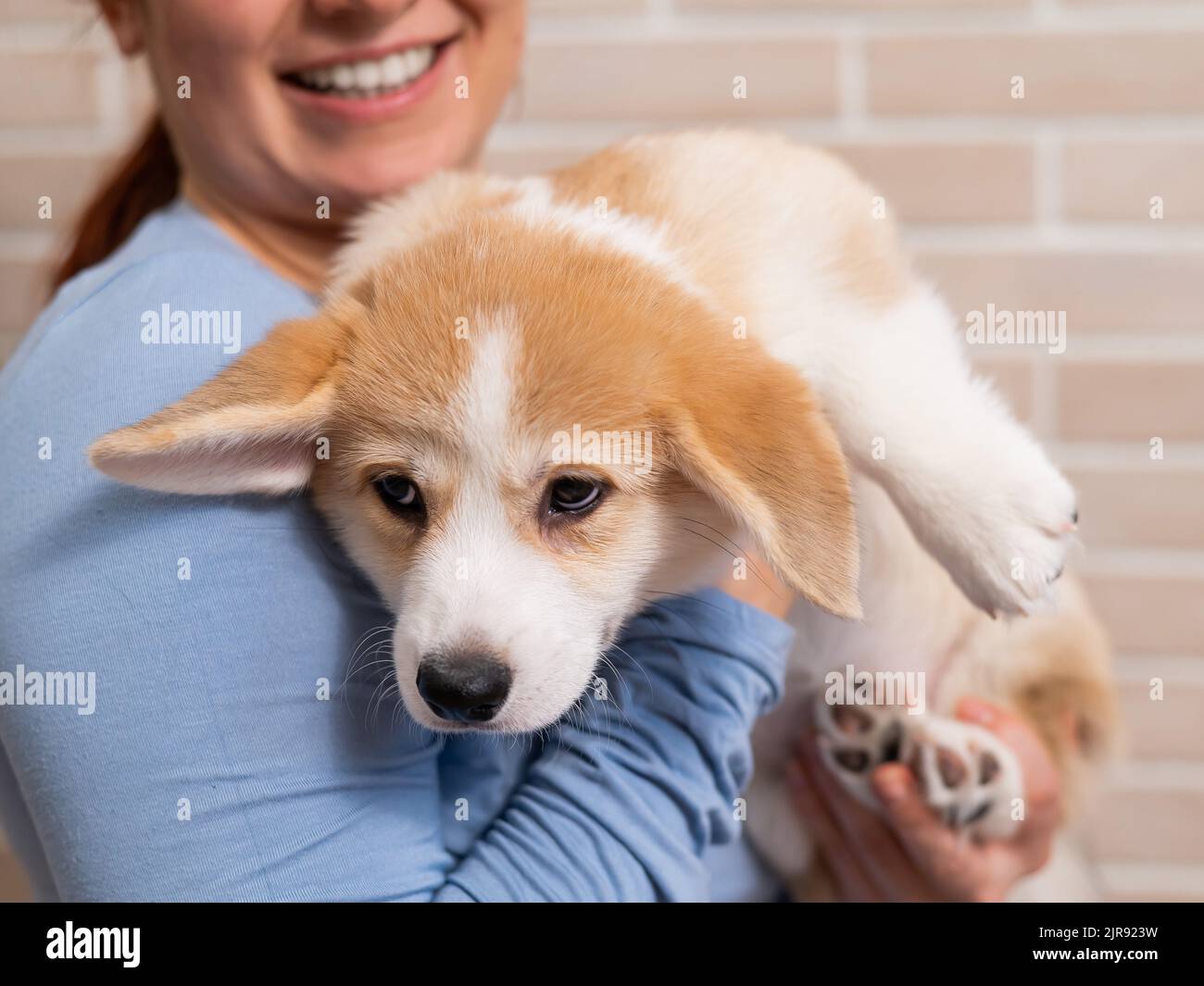 The owner is hugging a red pembroke puppy Stock Photo Alamy