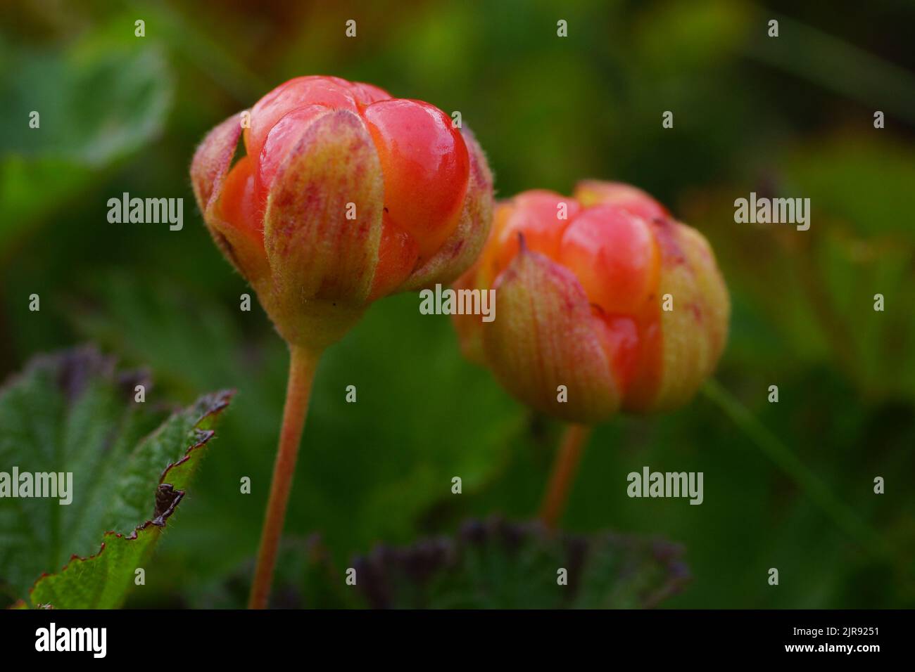 Close-up of two red cloudberries (Rubus chamaemorus), Northern Norway Stock Photo