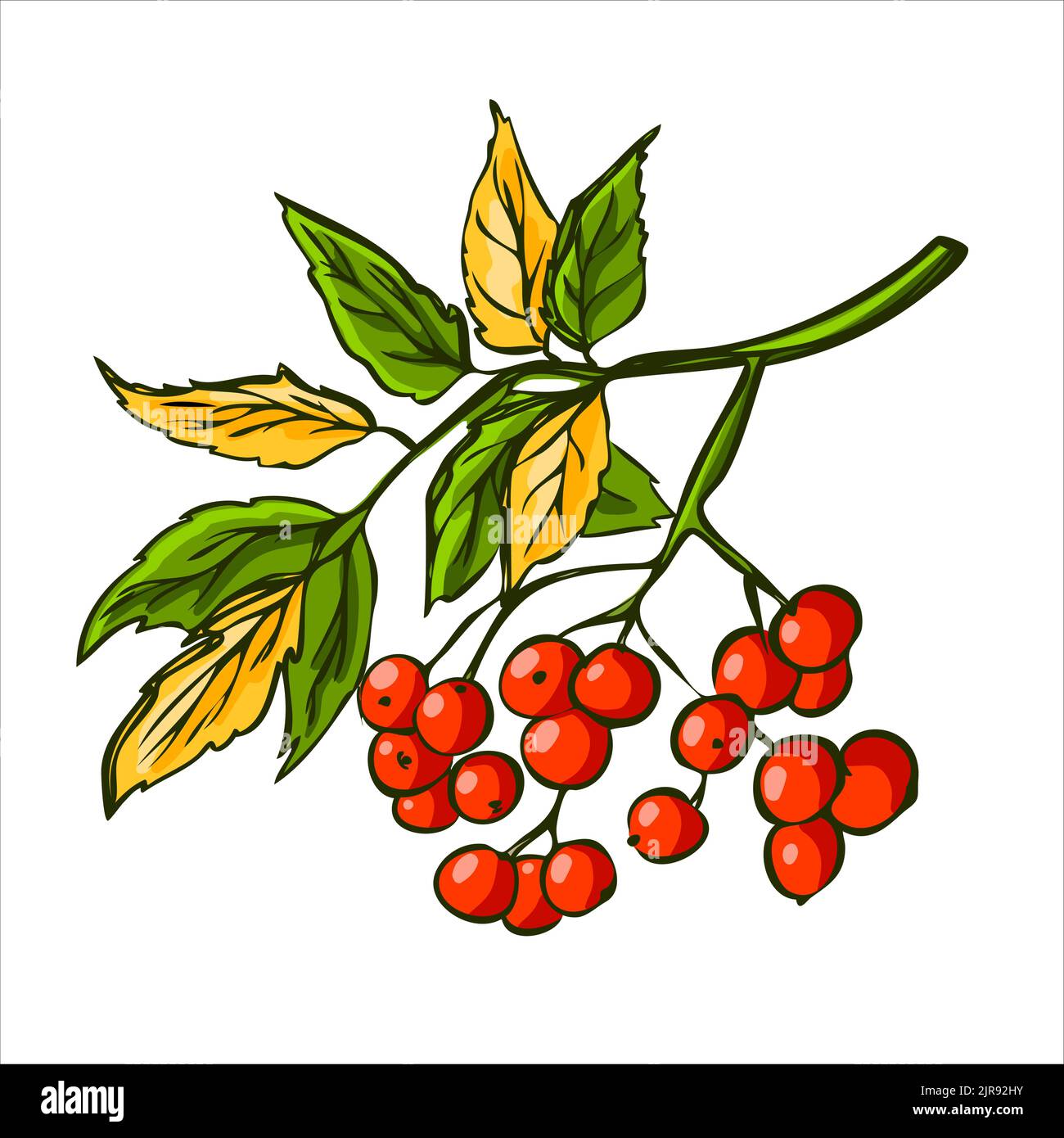 Autumn branch with ripe red rowan berries and leaves. Harvest concept Stock Vector