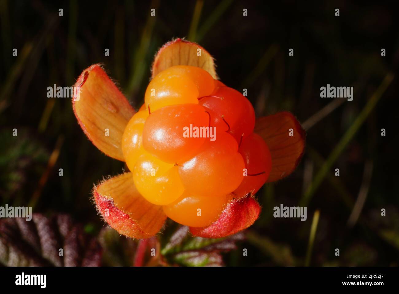 Close-up of a ripe cloudberry (Rubus chamaemorus), Northern Norway Stock Photo