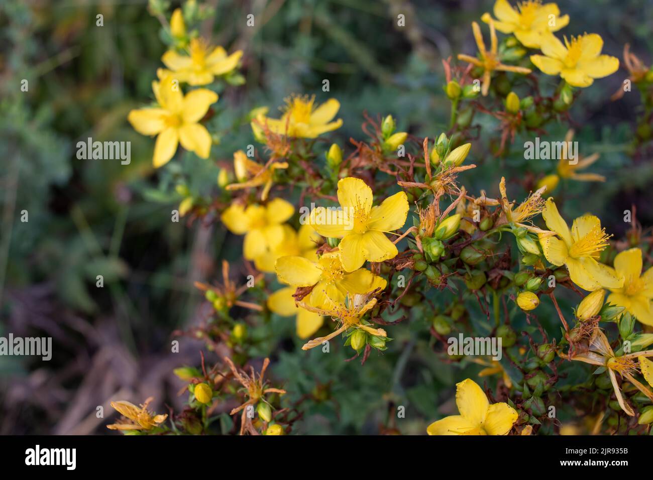SaintJohn'swort yellow flowers in the field. Hypericum medicinal