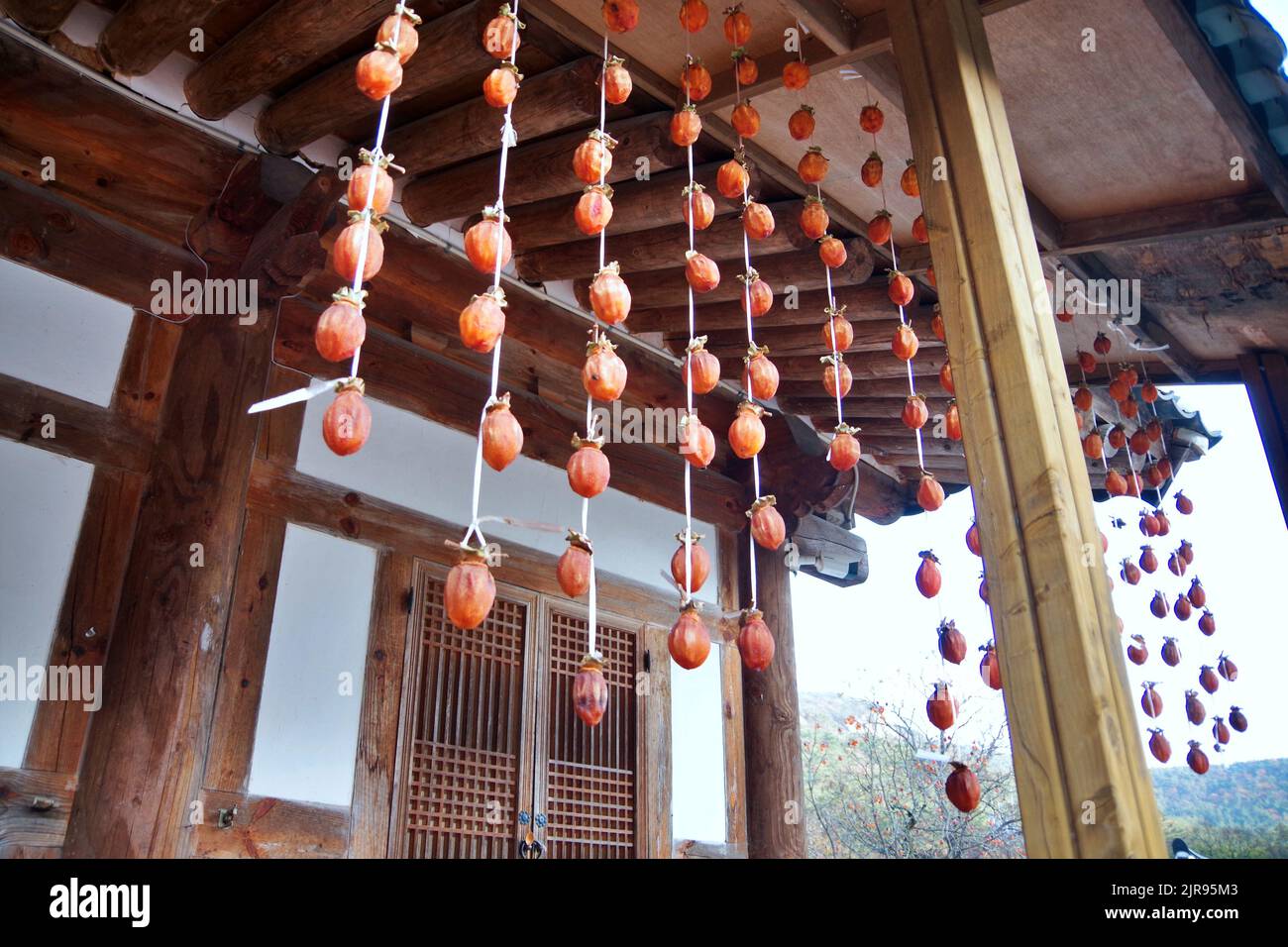 Traditional Korean Dried Persimmon Making Stock Photo Alamy