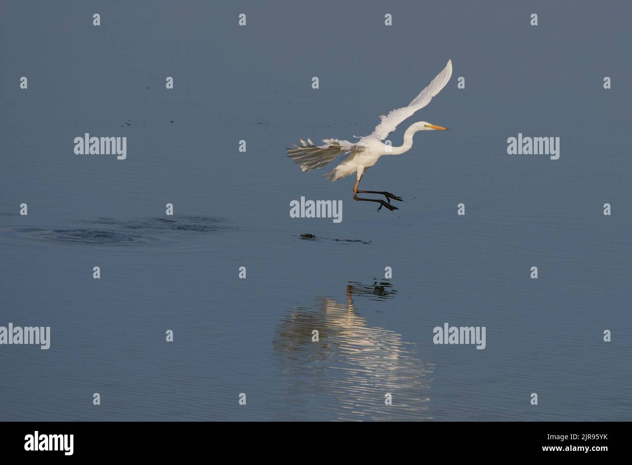 Silberreiher, great egret, great white heron, Ardea alba, Elbe bei Bleckede, Deutschland, Germany Stock Photo