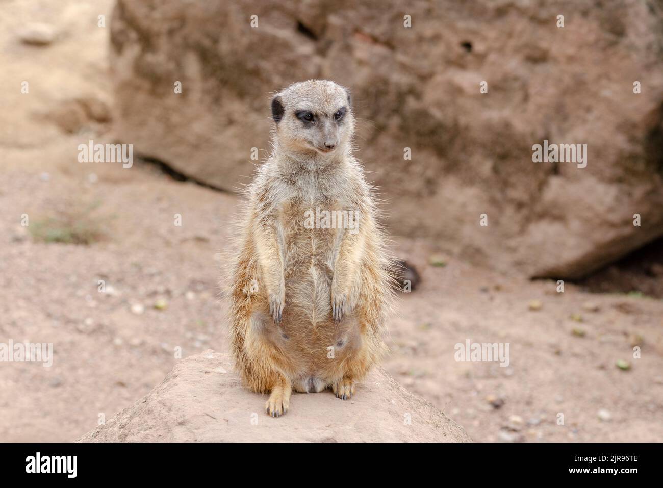 he meerkat, also called suricates or outdated Scharrtier, is a species of mammal from the mongoose family Stock Photo