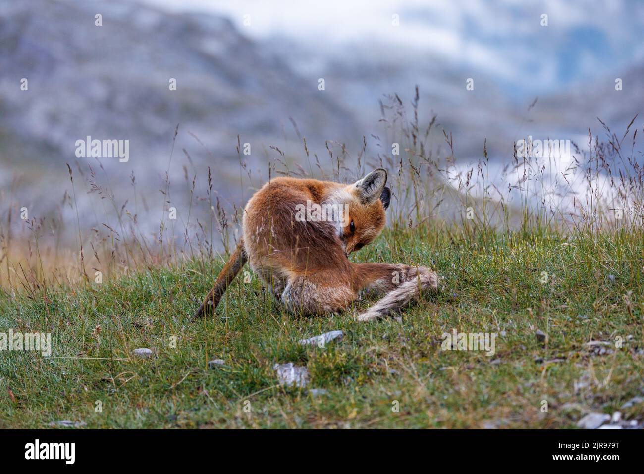 Clean Red Fox Fox cleaning hi-res stock photography and images - Alamy