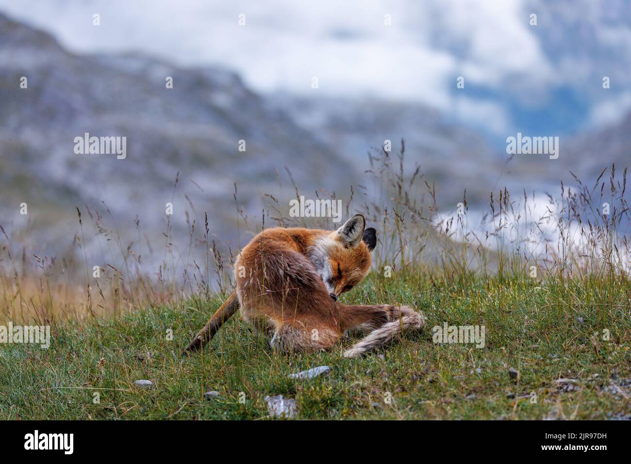 red fox cleaning his fur on Gemmi Pass in Valais Stock Photo Alamy