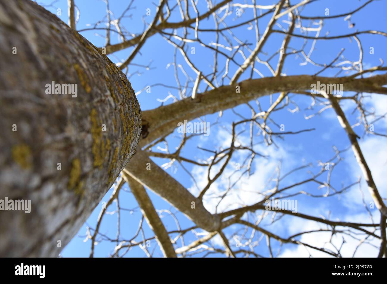 Big old autumn tree hi-res stock photography and images - Alamy