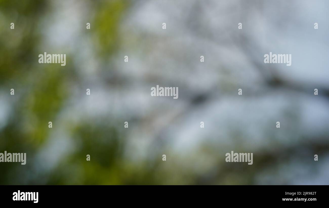 Defocused abstract background of nature from below Stock Photo