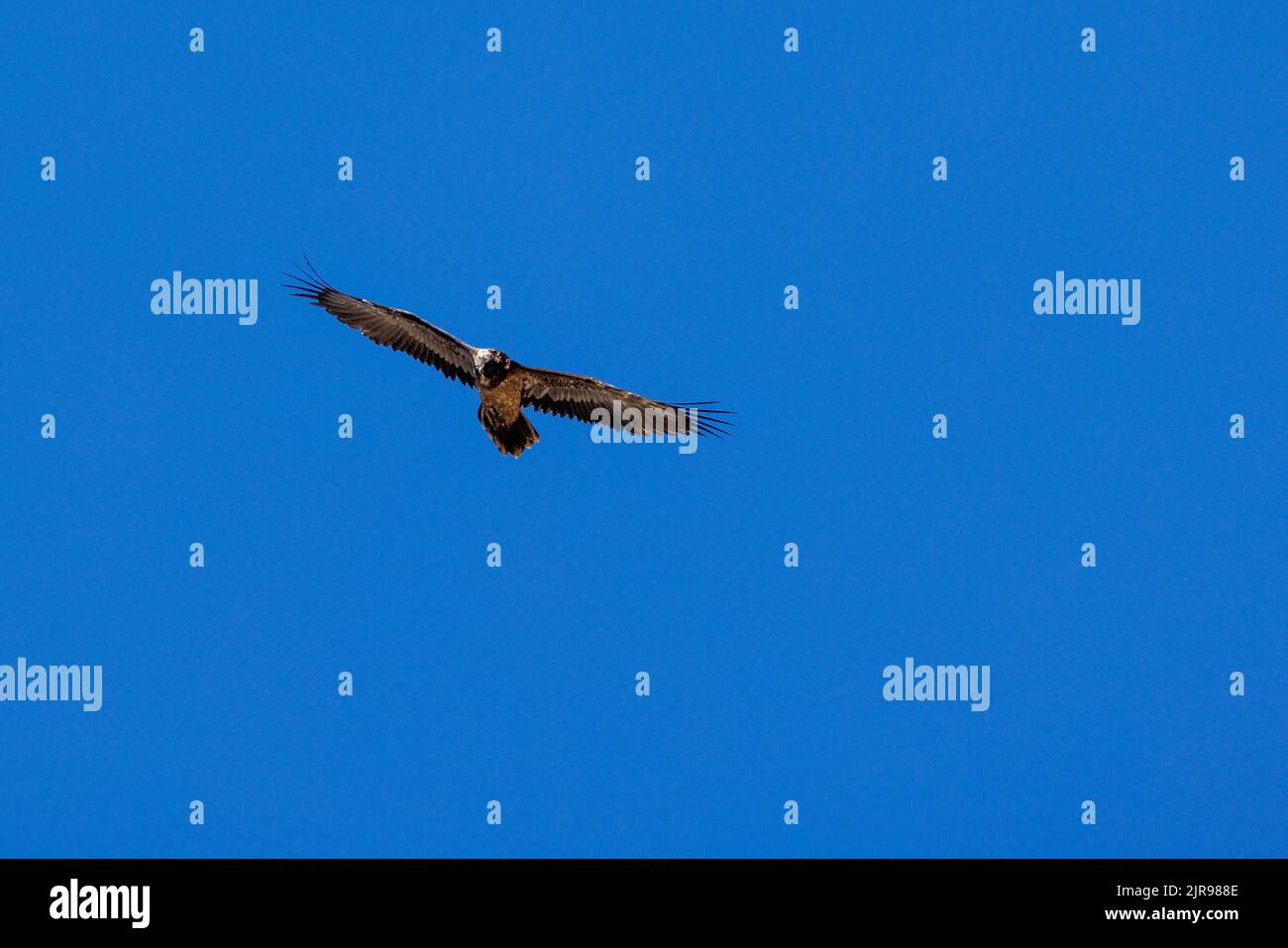 young bearded vulture (Gypaetus barbatus) against blue sky in Berner ...