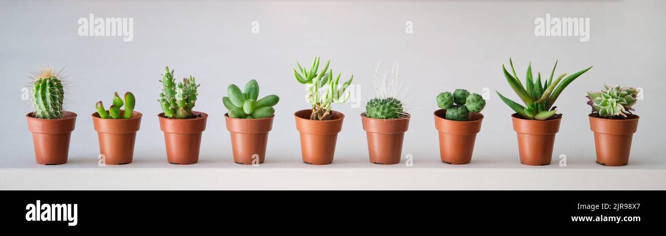 Set of mini cactus and succulent plants banner. Stock Photo