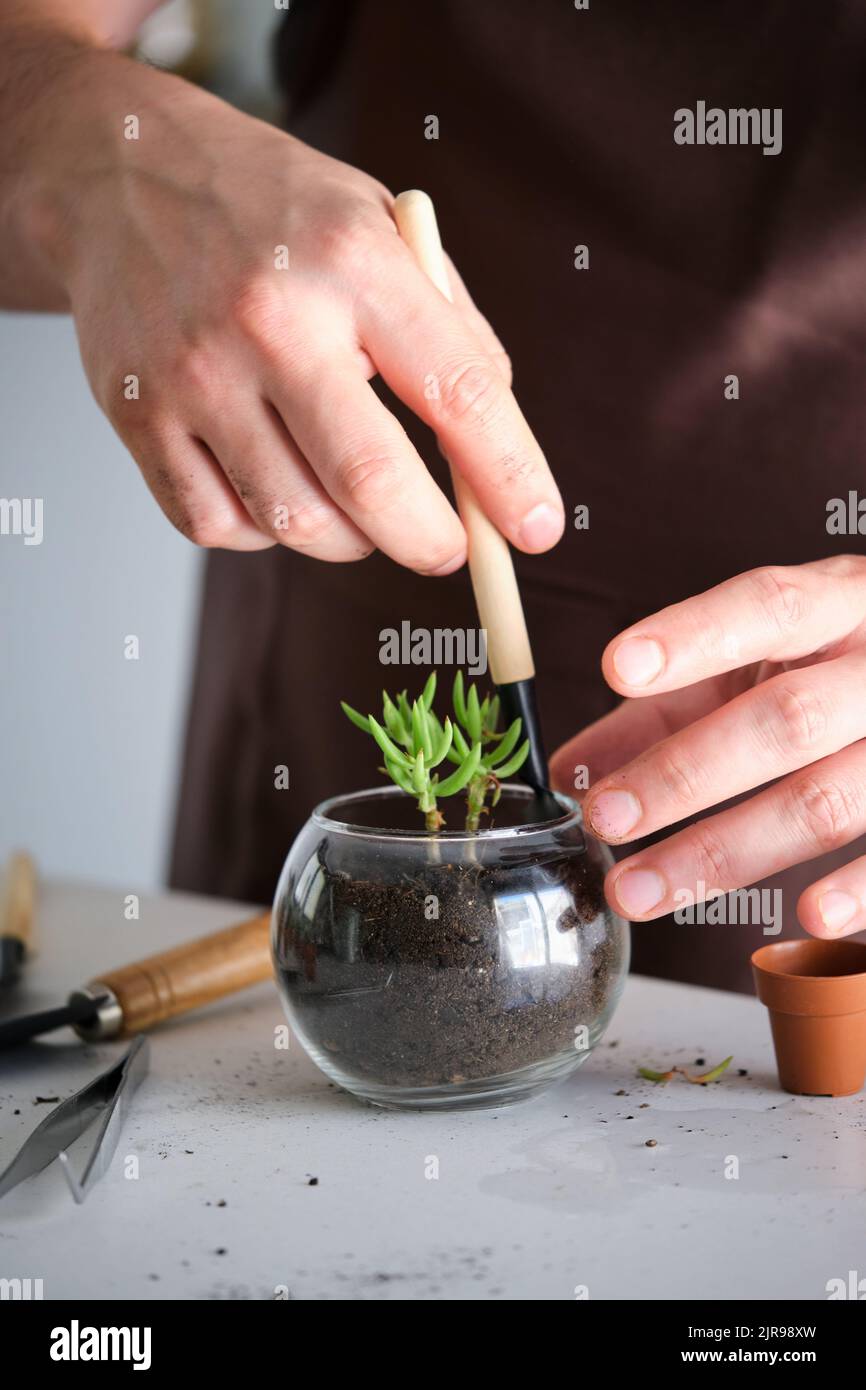 Man's hands transplanting a mini succulent plant, to a crystal vase pot