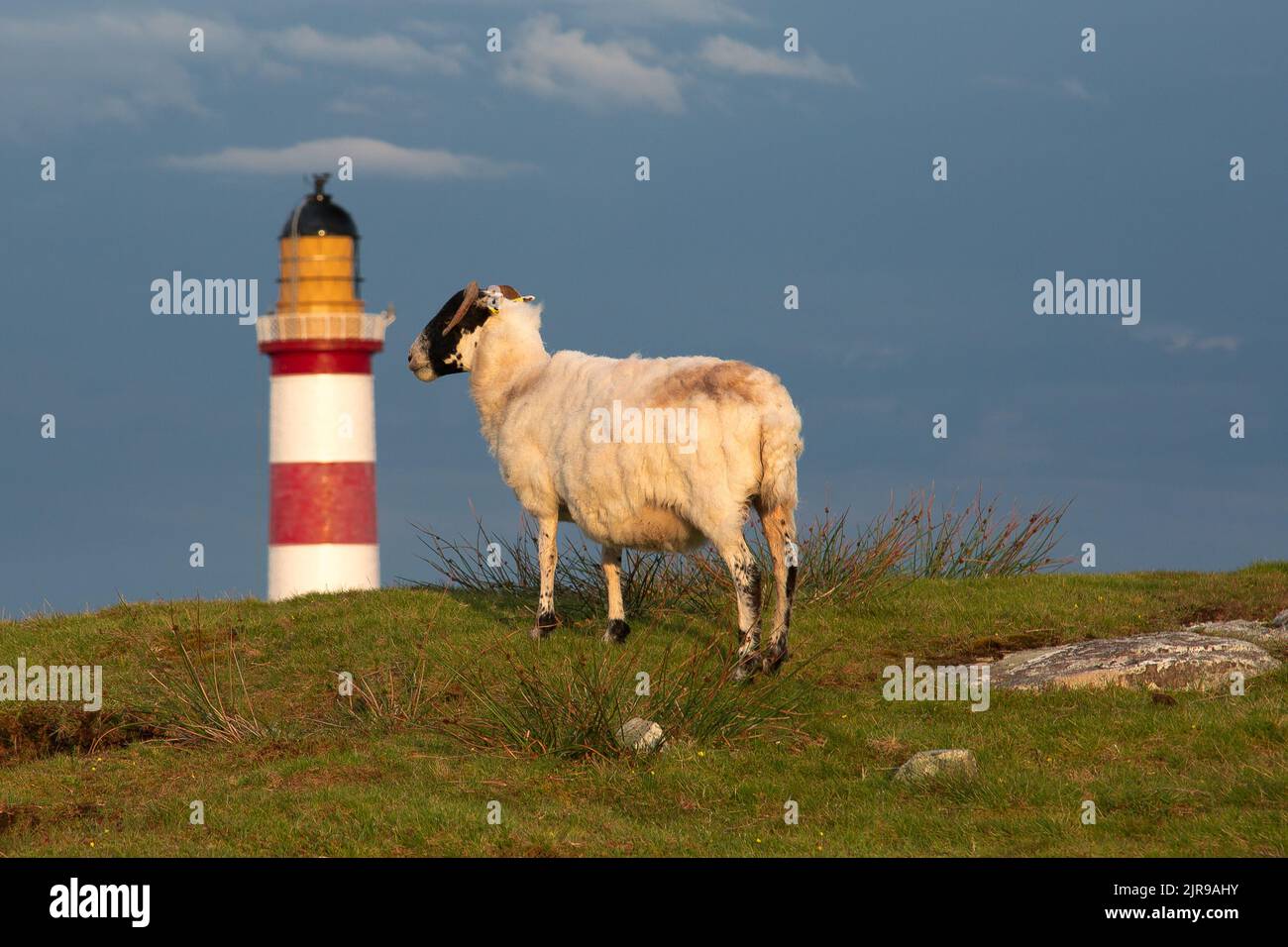 Sheep Looking at Eilean Glas Lighthouse, Scalpay, Isle of Scalpay, Hebrides, Outer Hebrides, Western Isles, Scotland, United Kingdom, Great Britain Stock Photo