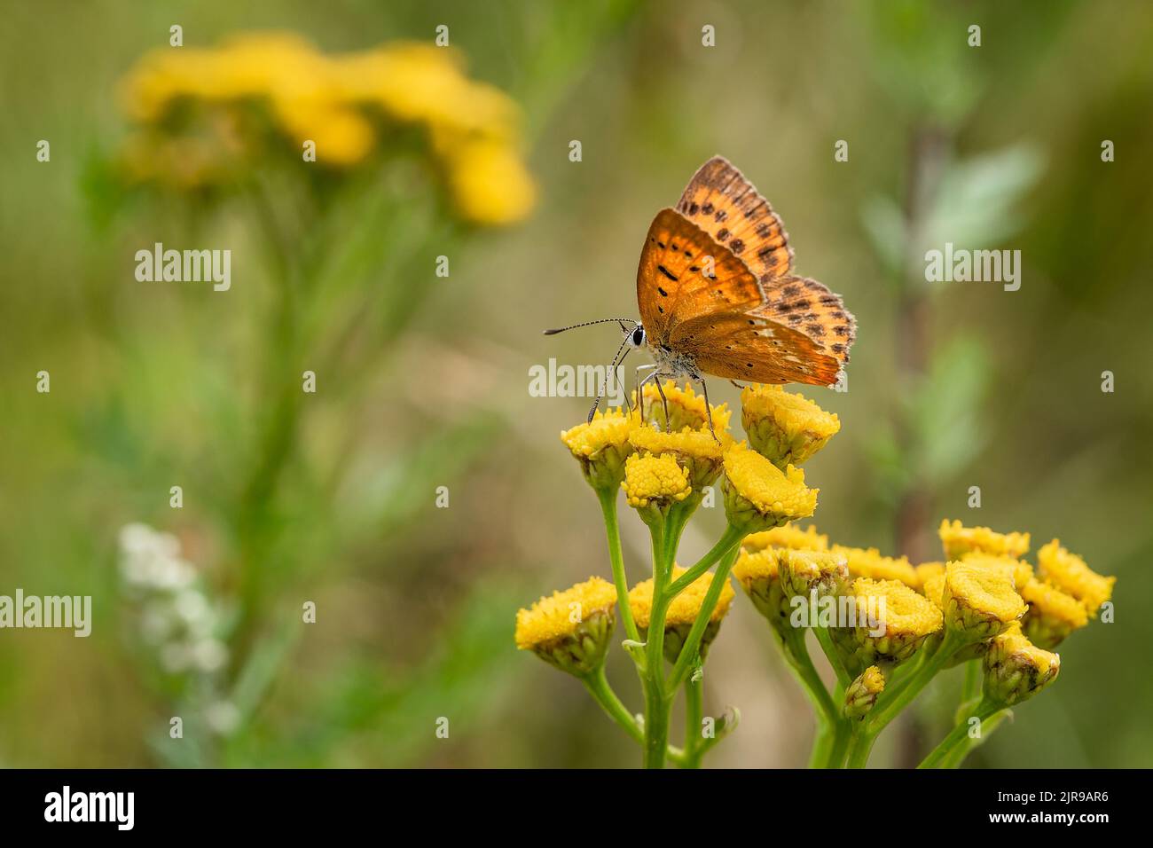 The scarce copper, an orange and brown female butterfly, sitting on a wild yellow tansy flower growing in a forest. Blurry green background. Stock Photo