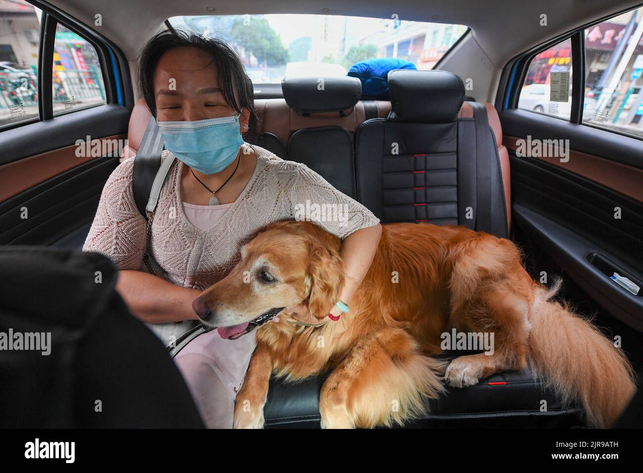 (220823) -- GUANGDONG, Aug. 23, 2022 (Xinhua) -- Zhang Li and her guide dog Man Yue take a car home in Huizhou, south China's Guangdong Province, Aug. 19, 2022. Zhang Li, a visually impaired person, returned to Huizhou from Heyuan in Guangdong Province by train. Accompanying her during the trip was her guide dog Man Yue.Since 2017, Man Yue has been to many places with Zhang Li and become a family member of Zhang. (Xinhua/Mao Siqian) Stock Photo