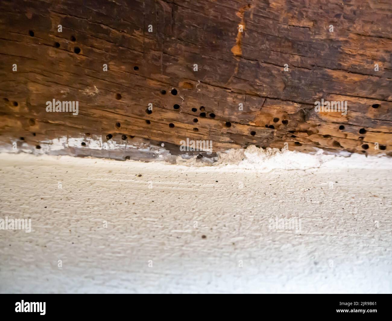 Woodworm holes in an original oak beam against creamy plaster work of