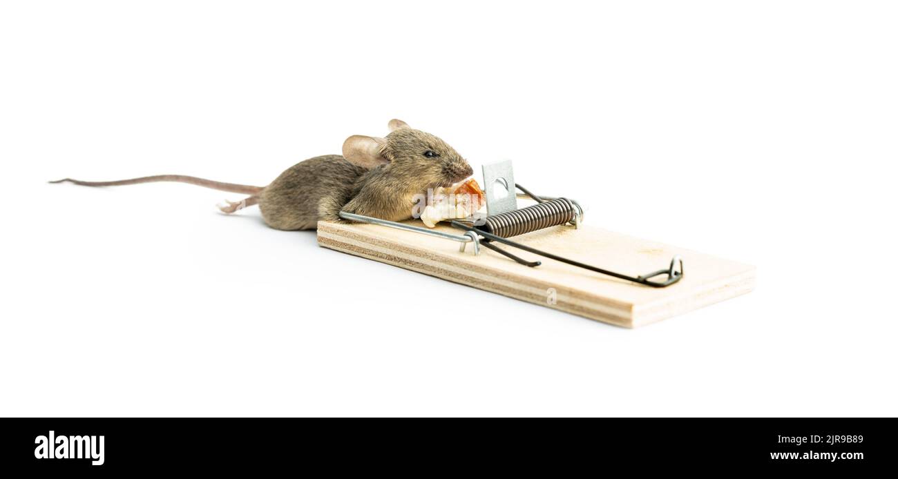 Mouse Switching Off An Electric Mousetrap Stock Photo - Download Image Now  - Mousetrap, Mouse - Animal, Pest Control Equipment - iStock