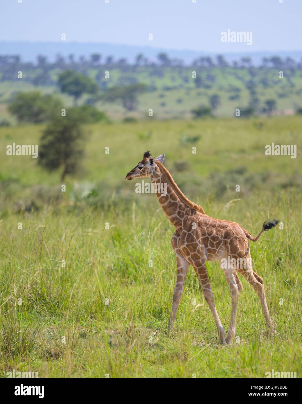 Portrait of a giraffe in Murchinson Falls National Park (Uganda), sunny ...