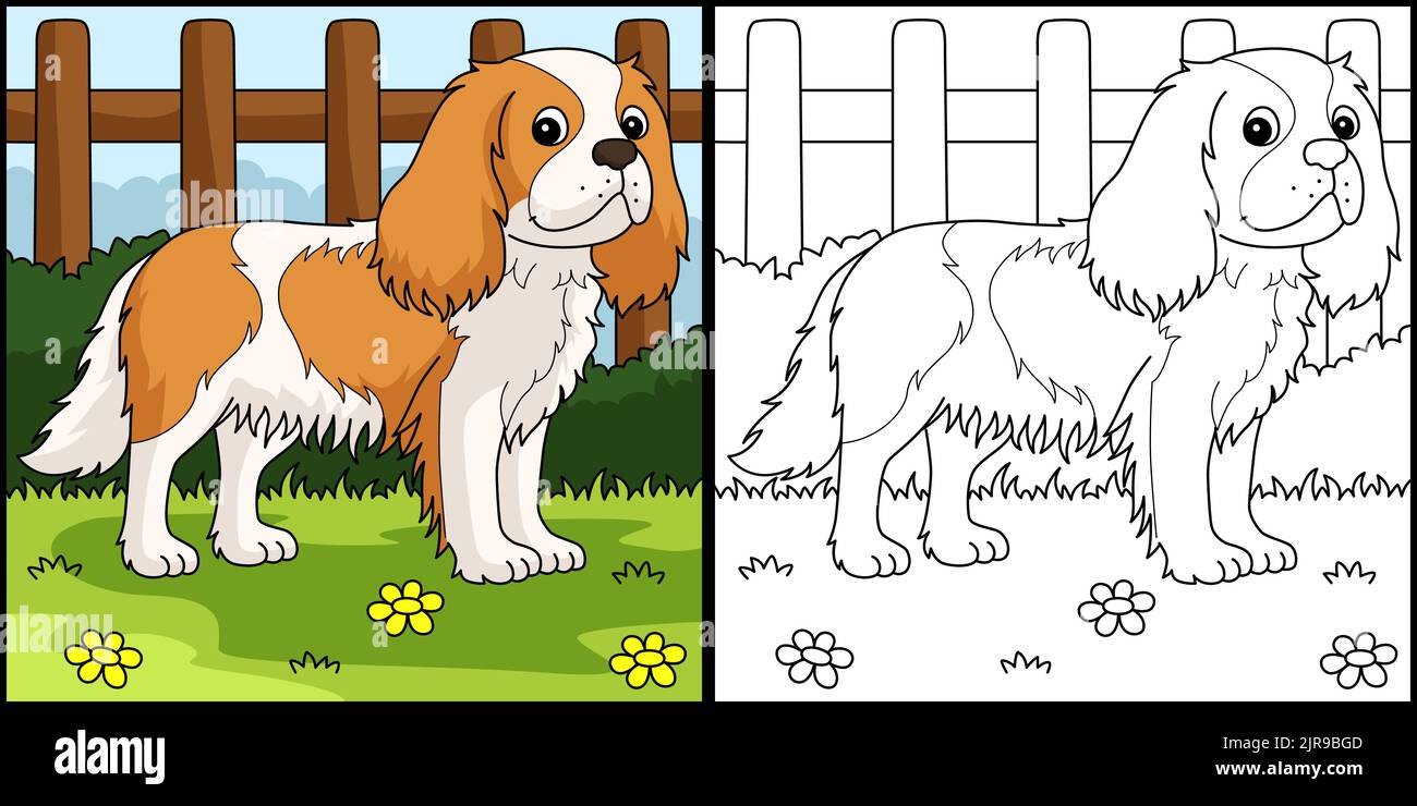 Cavalier King Charles Spaniel Dog Coloring Page Stock Vector