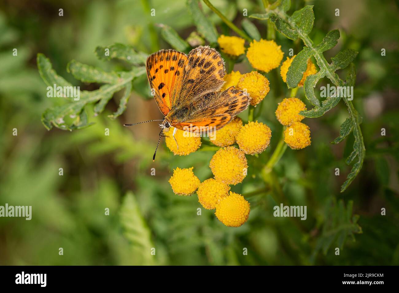 Top view of the scarce copper, an orange and brown female butterfly, sitting on a wild yellow tansy flower growing in a forest. Blurry green backgroun Stock Photo