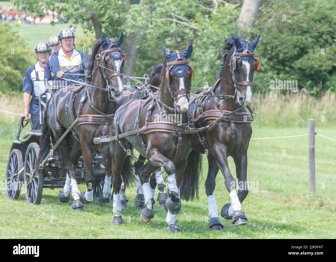 Aachen July 2022: A team of horses at the CHIO in Aachen Stock Photo