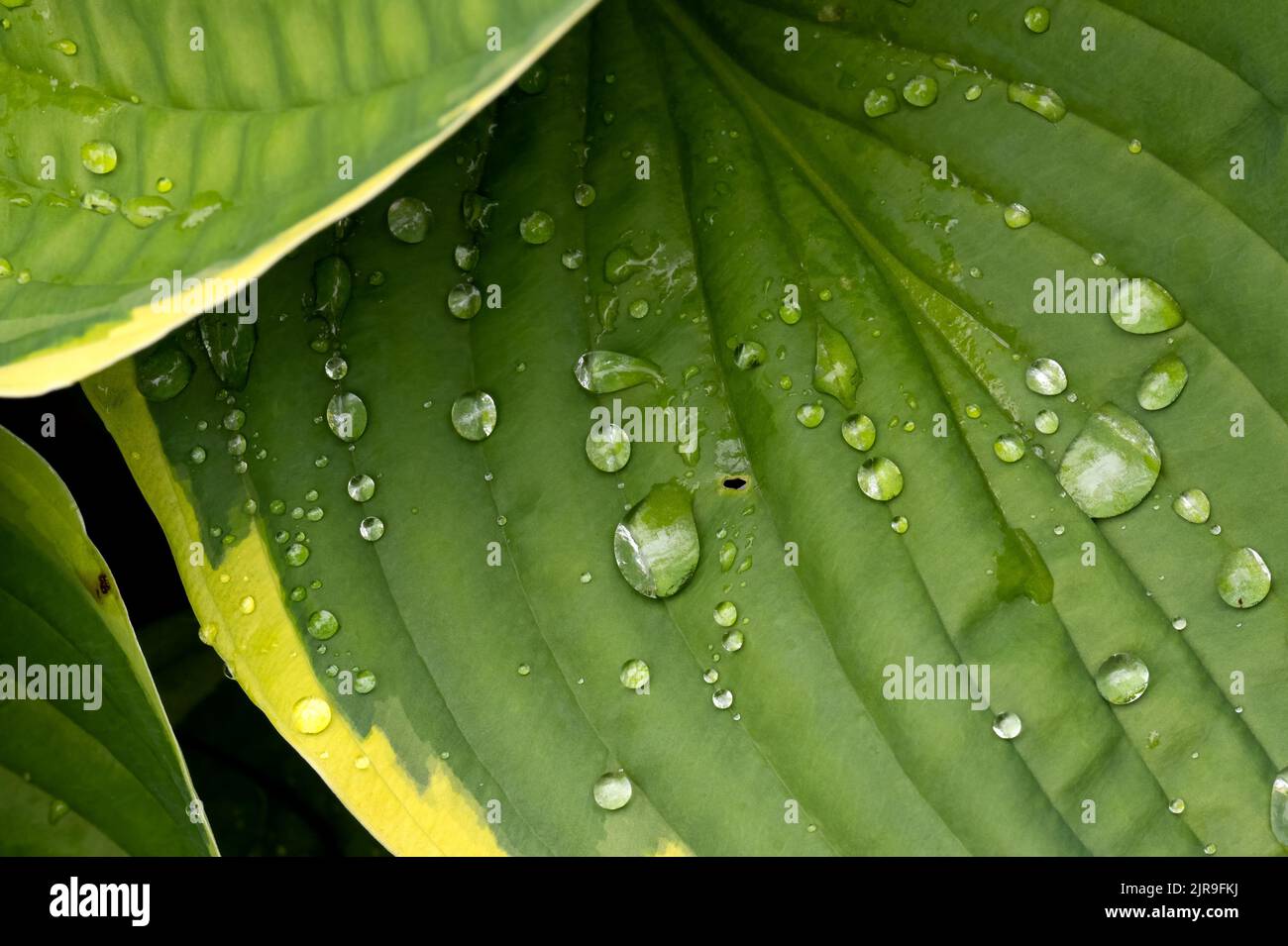 A macro shot of the water drops on a green leaf in Victoria, BC Canada Stock Photo