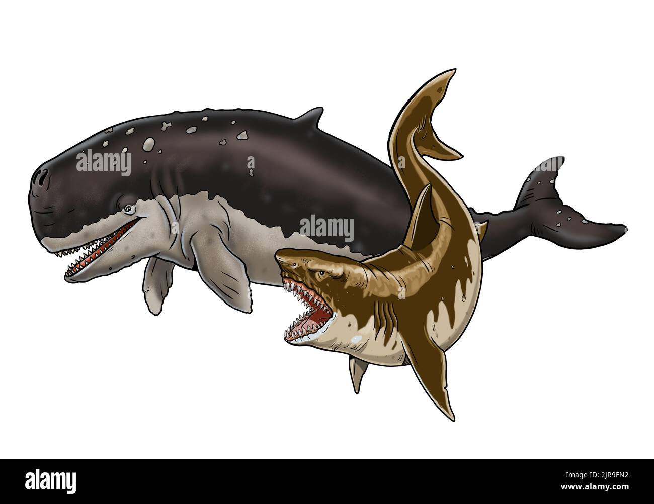 Shark megalodon attacks a prehistoric whale Livyatan. Battle of the animals illustration. Template for coloring book. Stock Photo