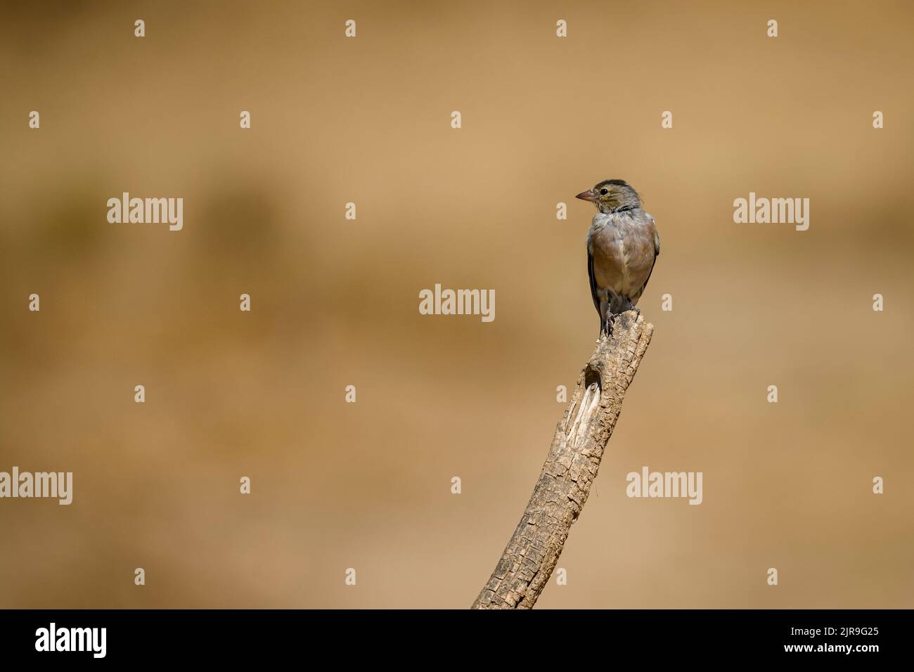 Common or Linaria cannabina, passerine bird of the Fringillidae family Stock Photo Alamy