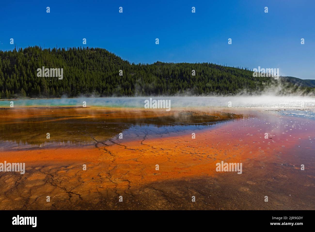 Steam rises off colorful Grand Prismatic Spring in the Midway Geyser Basin of Yellowstone National Park, Teton County, Wyoming, USA. Stock Photo