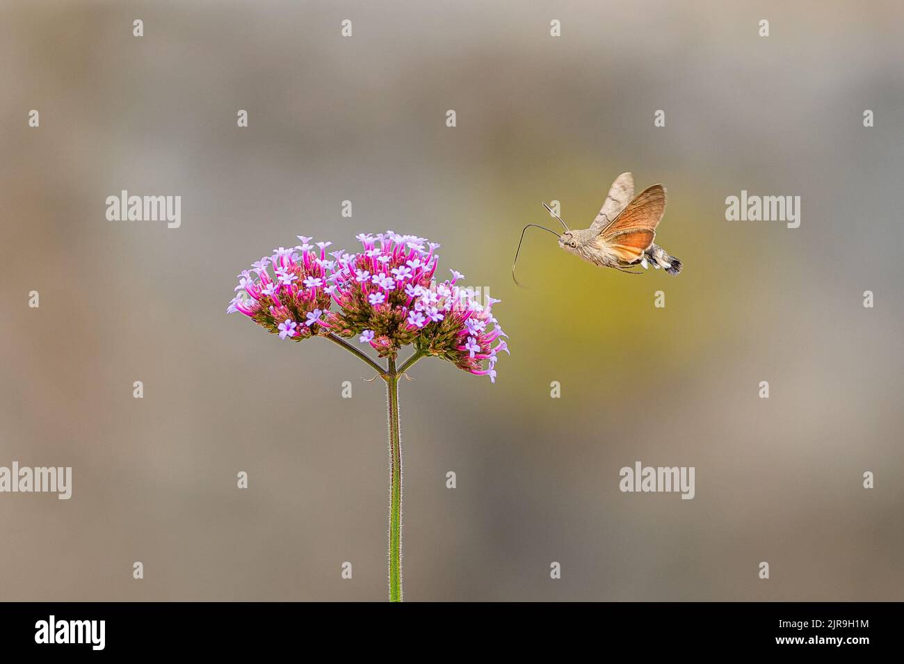 The hummingbird hawk moth with long proboscis flying around a purple flower growing in a garden. Blurry grey and yellow background. Stock Photo