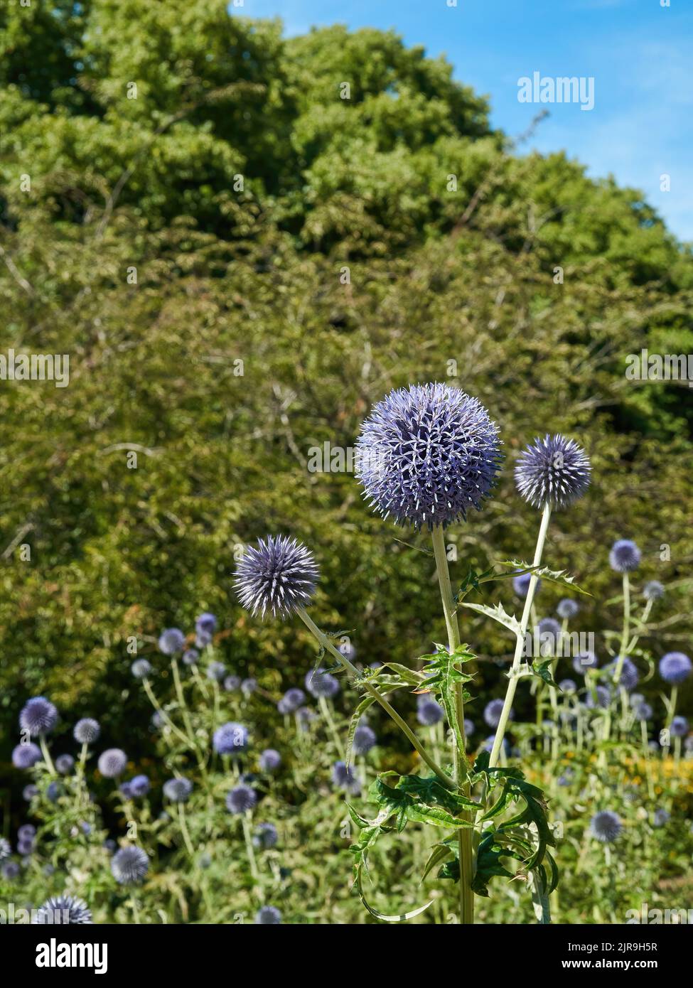 A constellation of purple globe thistles in bright sunlight, against a de-focused background of green trees and blue sky. Stock Photo