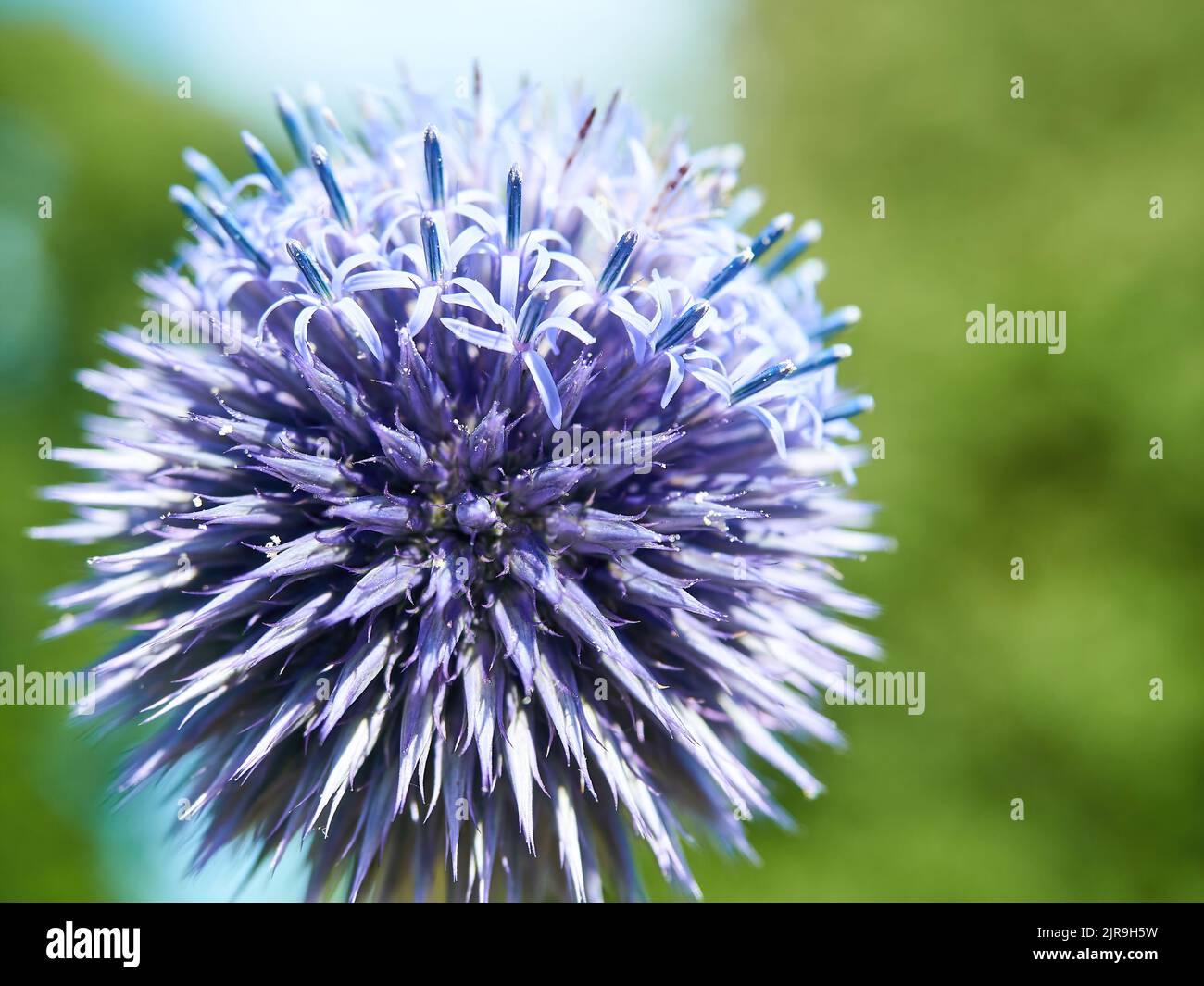 Close-up of the intricate, jagged structure of a globe thistle in bright sunlight, rich purple set off by the de-focused green background. Stock Photo
