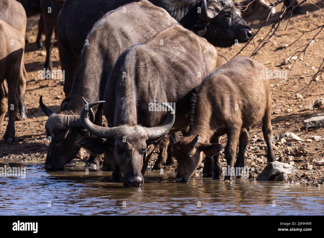Buffalo cow and calf drink water Kruger NP South Africa Stock Photo - Alamy