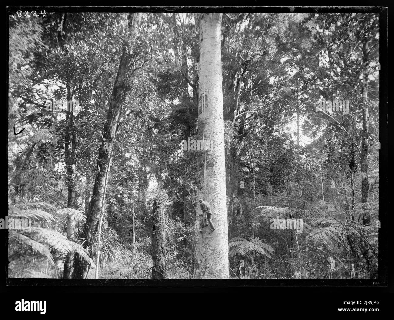 Gum-climbers on Kauri (Agathis australis), circa 1922, by Dr Leonard Cockayne F.R.S. Stock Photo