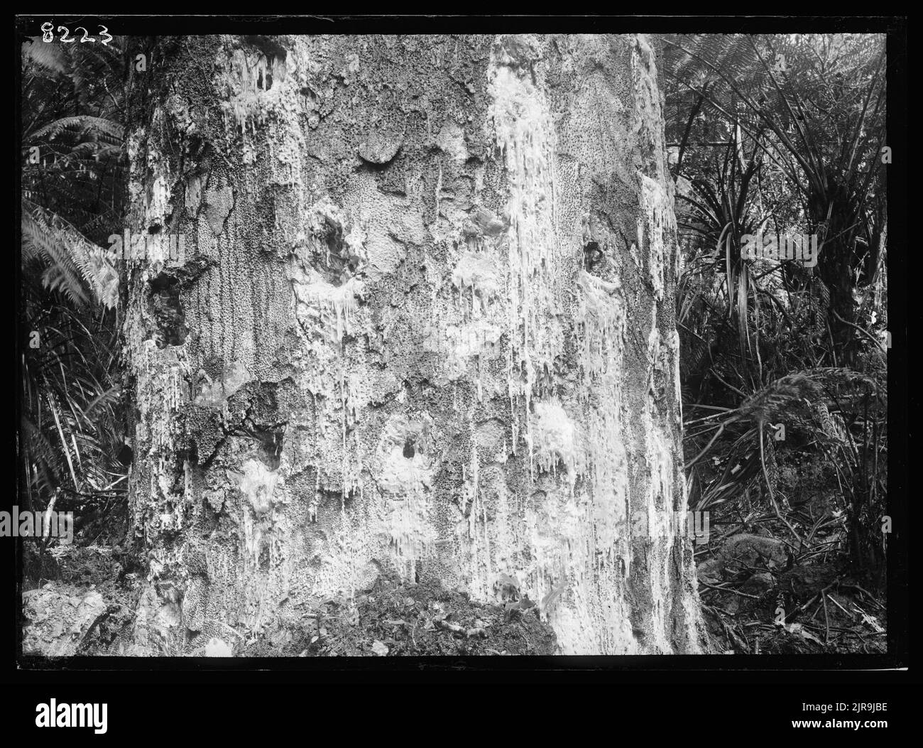Kauri (Agathis australis), circa 1922, by Dr Leonard Cockayne F.R.S. Stock Photo