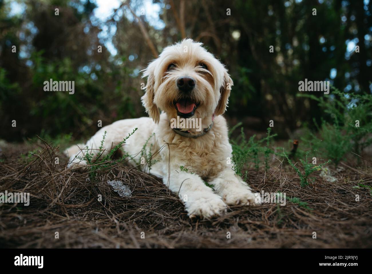 A closeup of a cute beige dog lying on the ground in the outdoors with ...