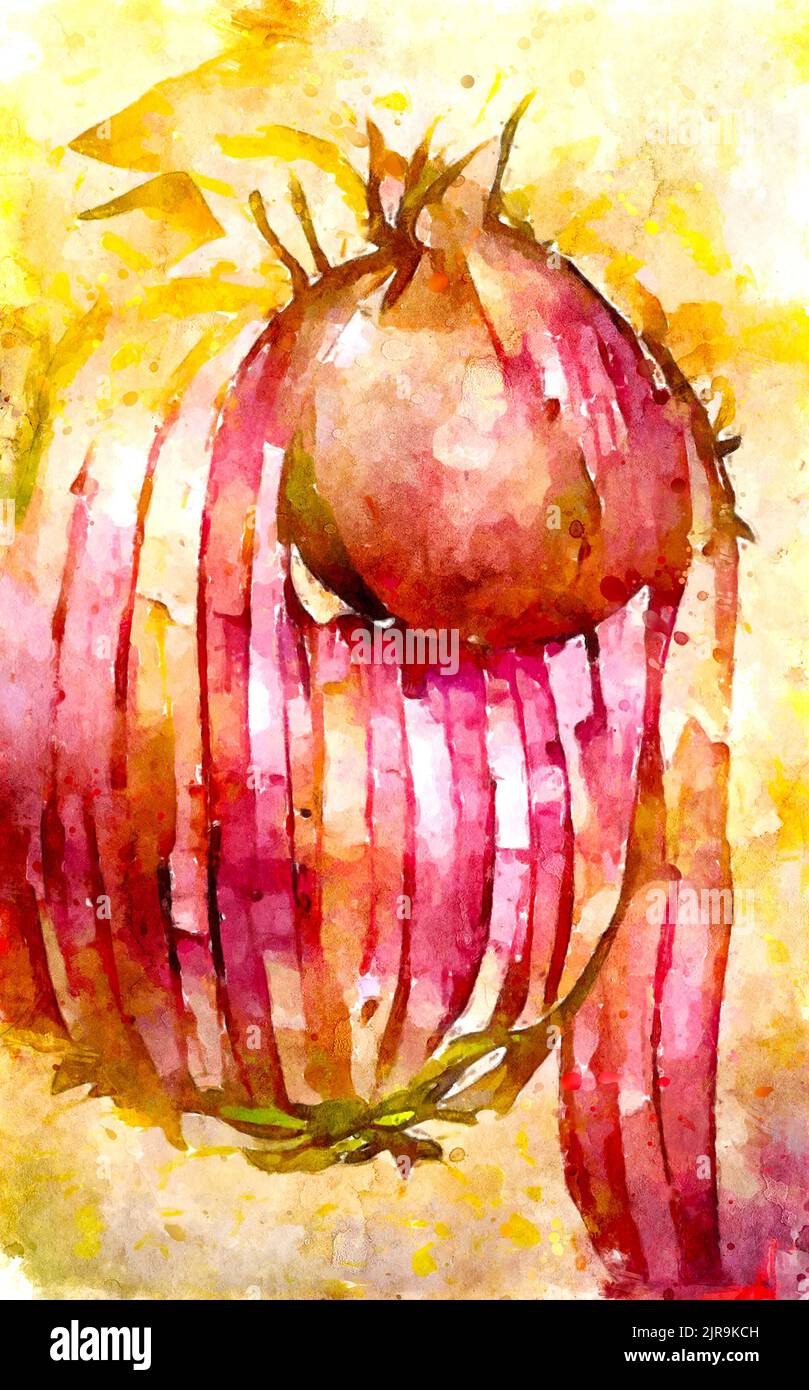 Watercolour painted vegetable of an onion Stock Photo