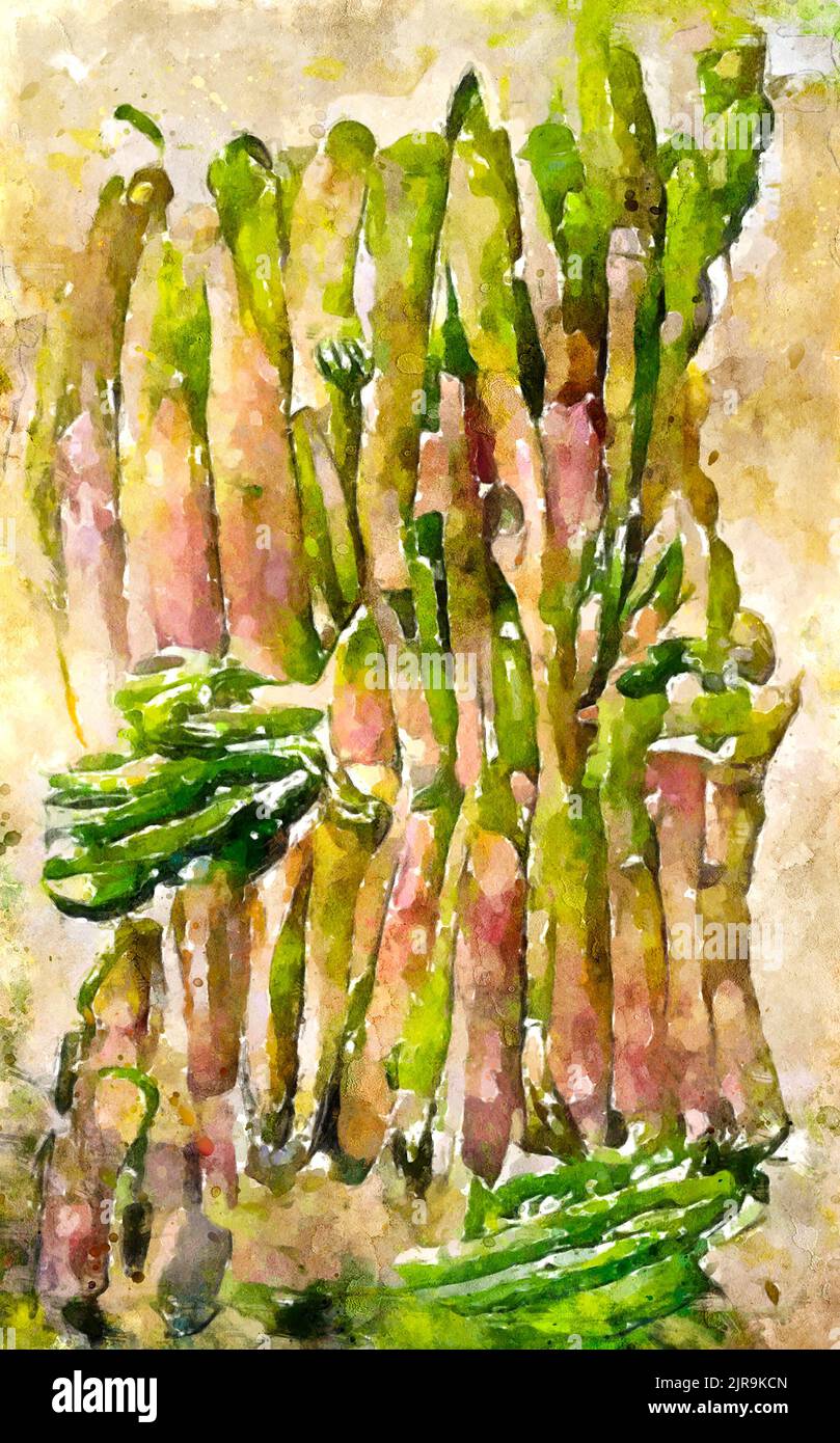 Painted watercolour picture of green asparagus. Asparagus season Stock Photo