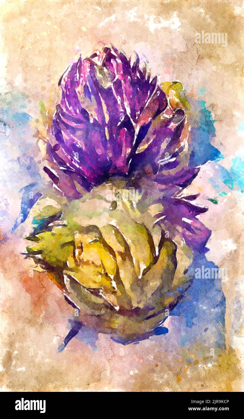 Painted watercolour picture of an artichoke Stock Photo