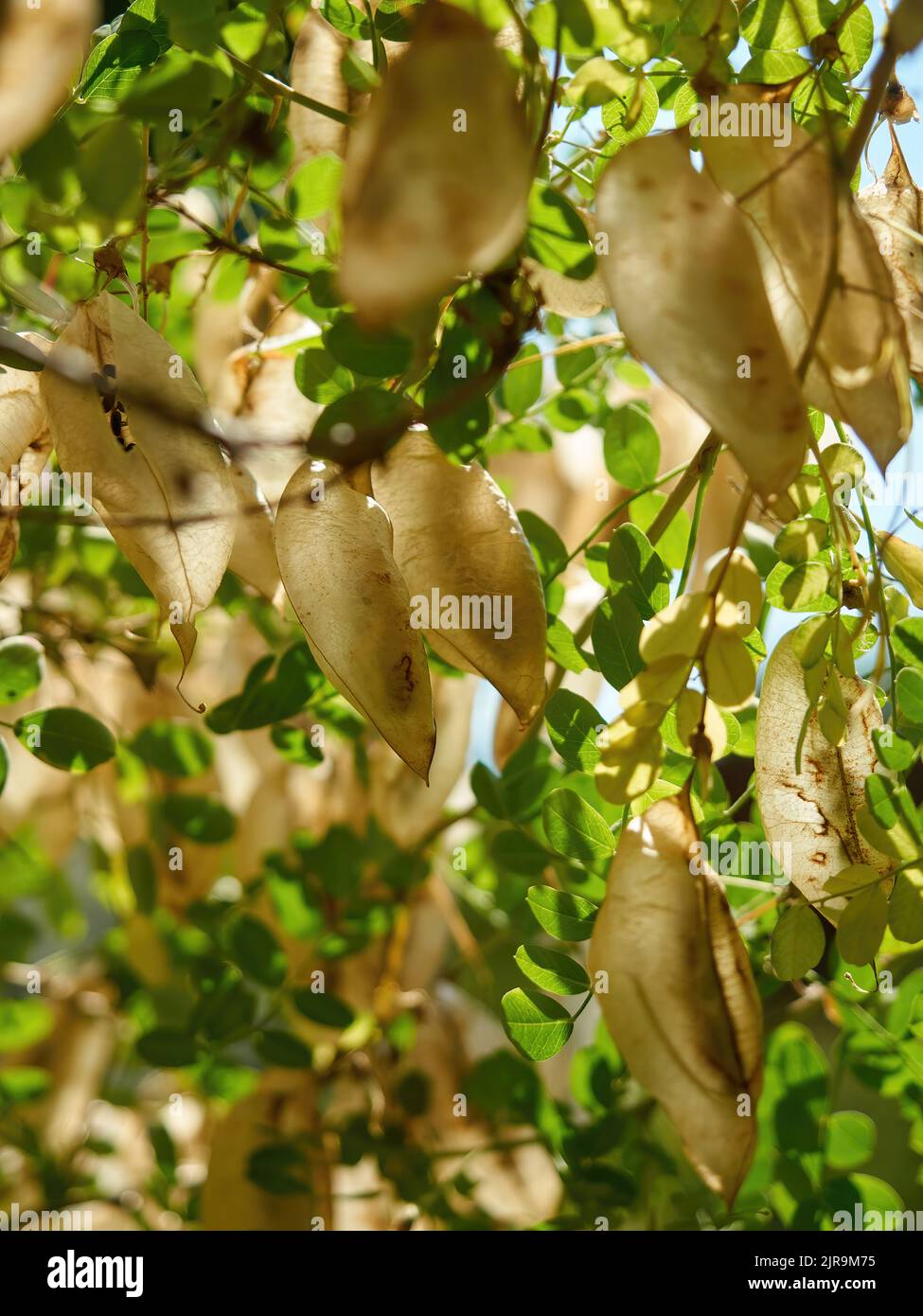 Calm and quiet - the seed pods and leaves of a bladder senna tree from inside the canopy, with leaf-filtered summer sunlight glowing through the pods. Stock Photo