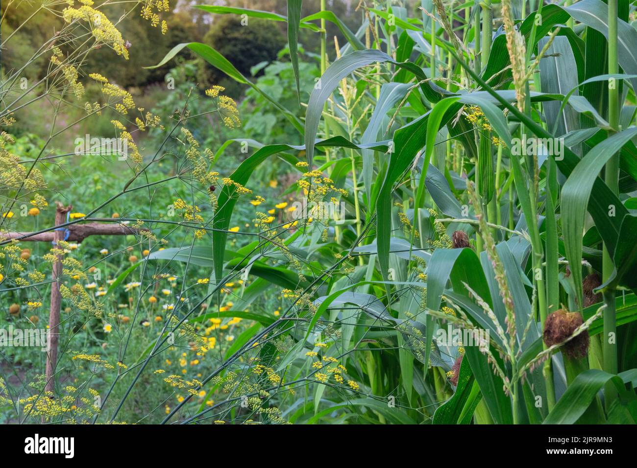 Corn is growing in rustic garden. Organic sweet corn in farming and harvesting. Growing vegetables at home in farming. Stock Photo