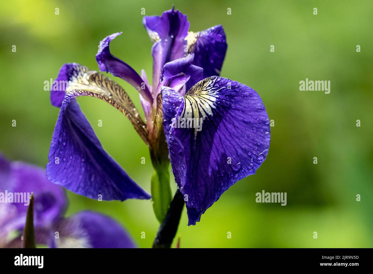 An Iris setosa flower in the garden at Royal Roads University, Victoria, BC Canada Stock Photo