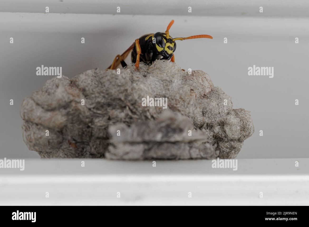 A wasp building a paper nest at urban place Stock Photo