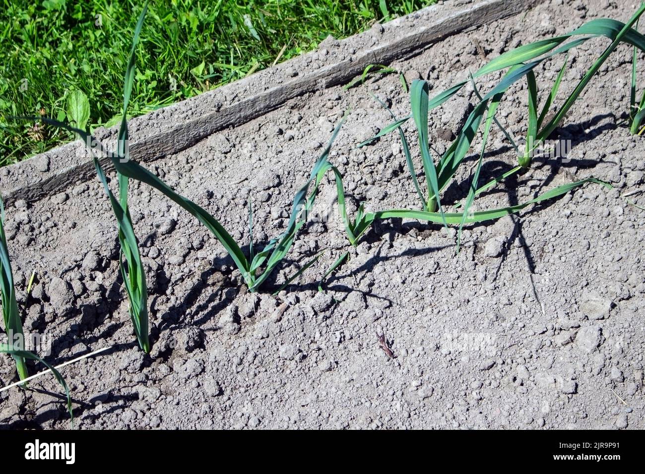 Green onion plants growing in a farm soil in summer Stock Photo - Alamy