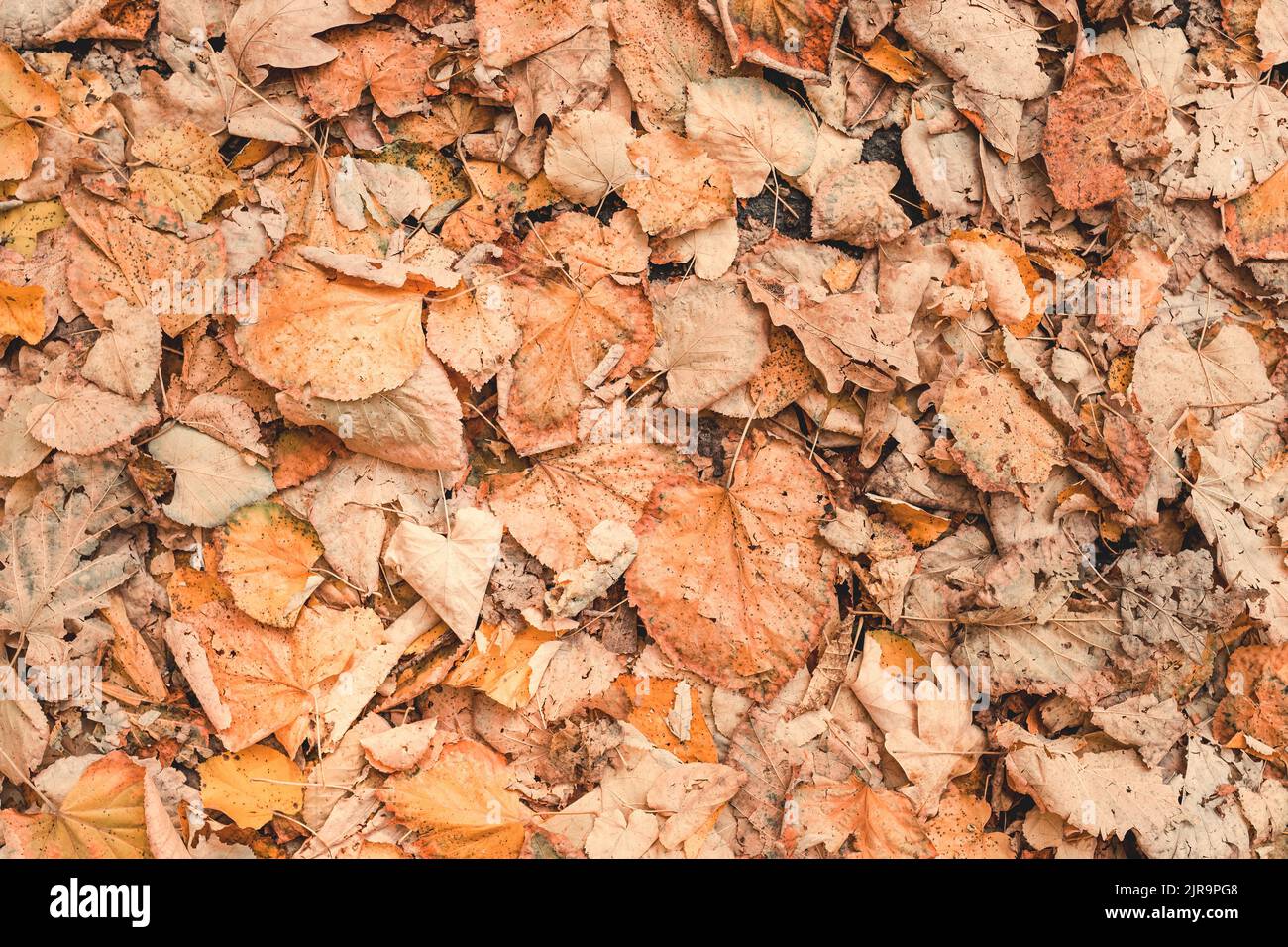 Dry leaves on ground hi-res stock photography and images - Alamy