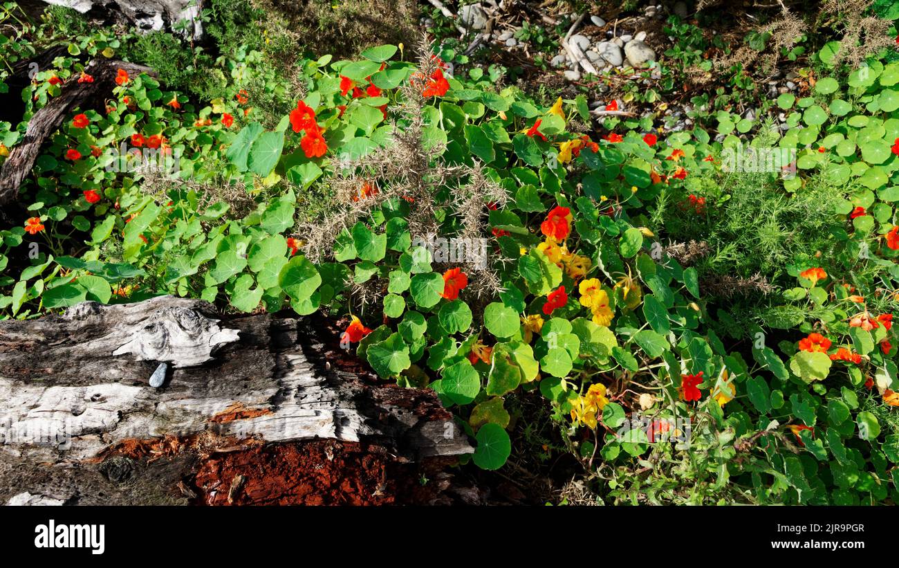 A very healthy nasturtium plant with orange and yellow leaves runs rampant in the garden. Stock Photo