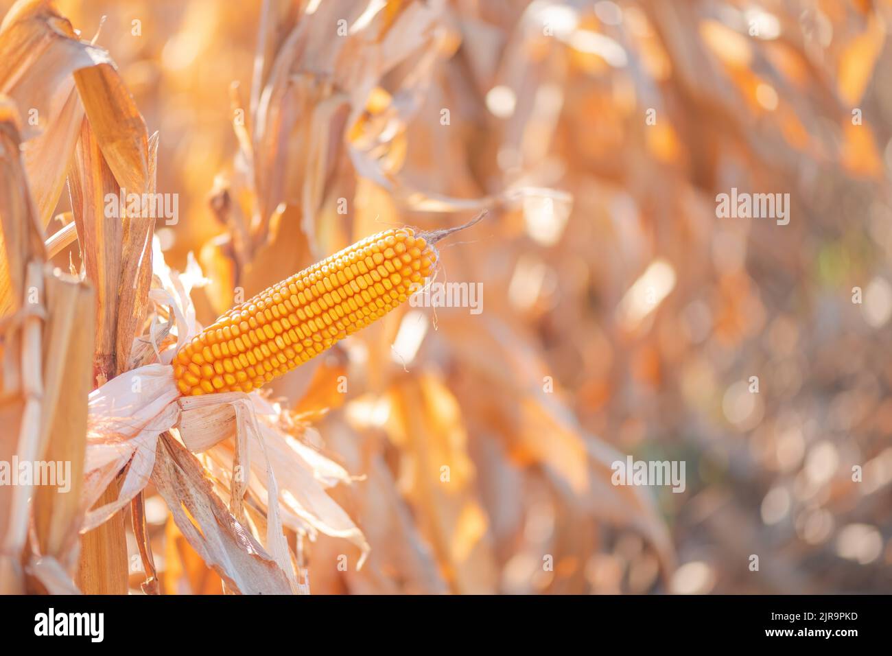 Corn ear in maize crops field, selective focus Stock Photo