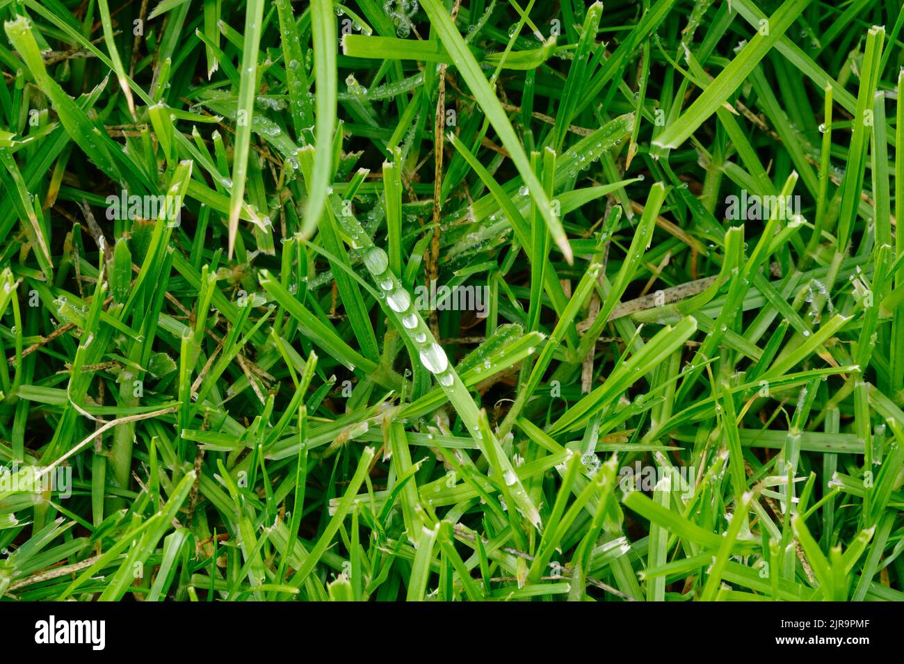 Spherical water droplets have collected on a blade of grass after some
