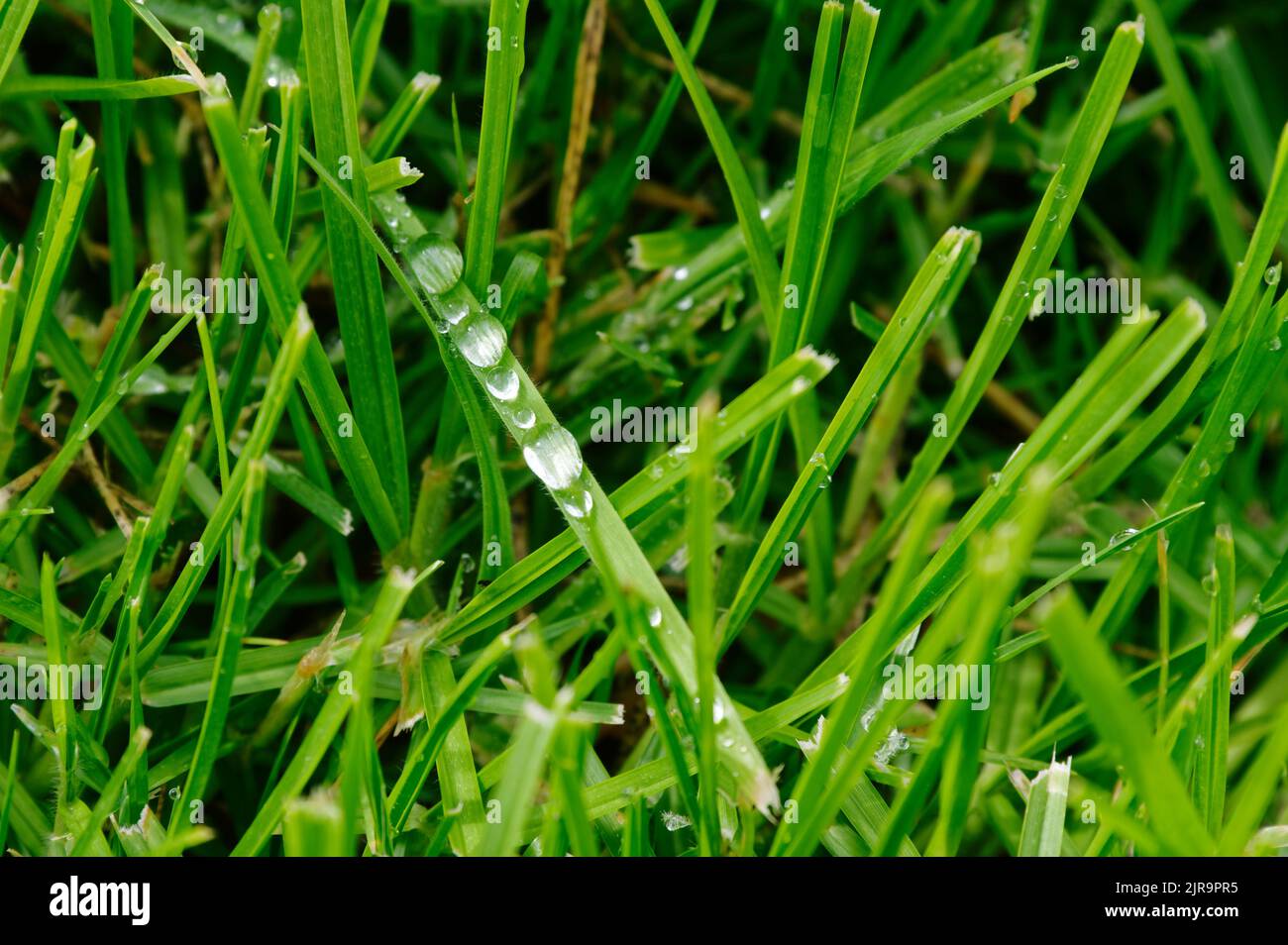 Water droplets hang onto a blade of grass. Stock Photo